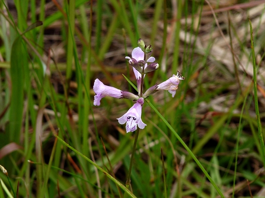 {Physostegia purpurea}
